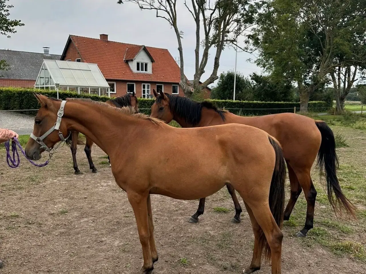 Billede 1 - 3 års hoppe - med stamtavle 