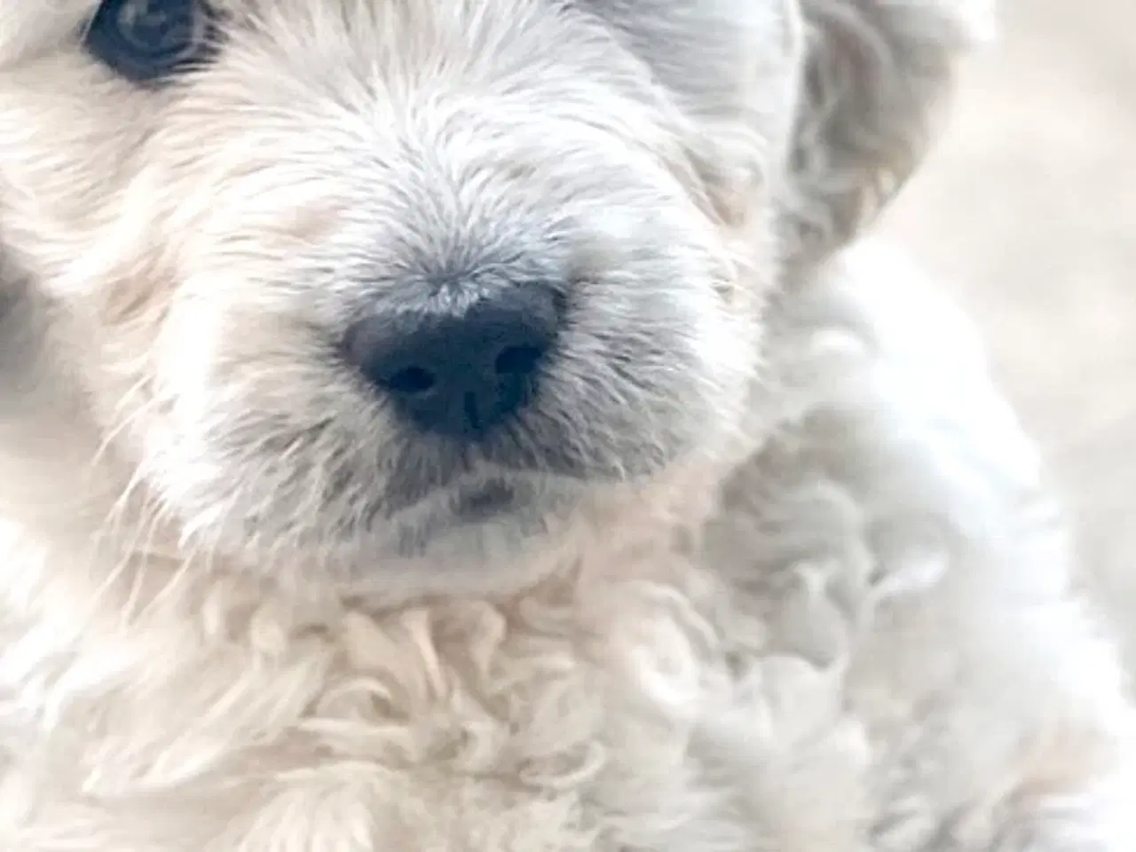 Billede 8 - Doodle - Goldendoodle-hvalpe