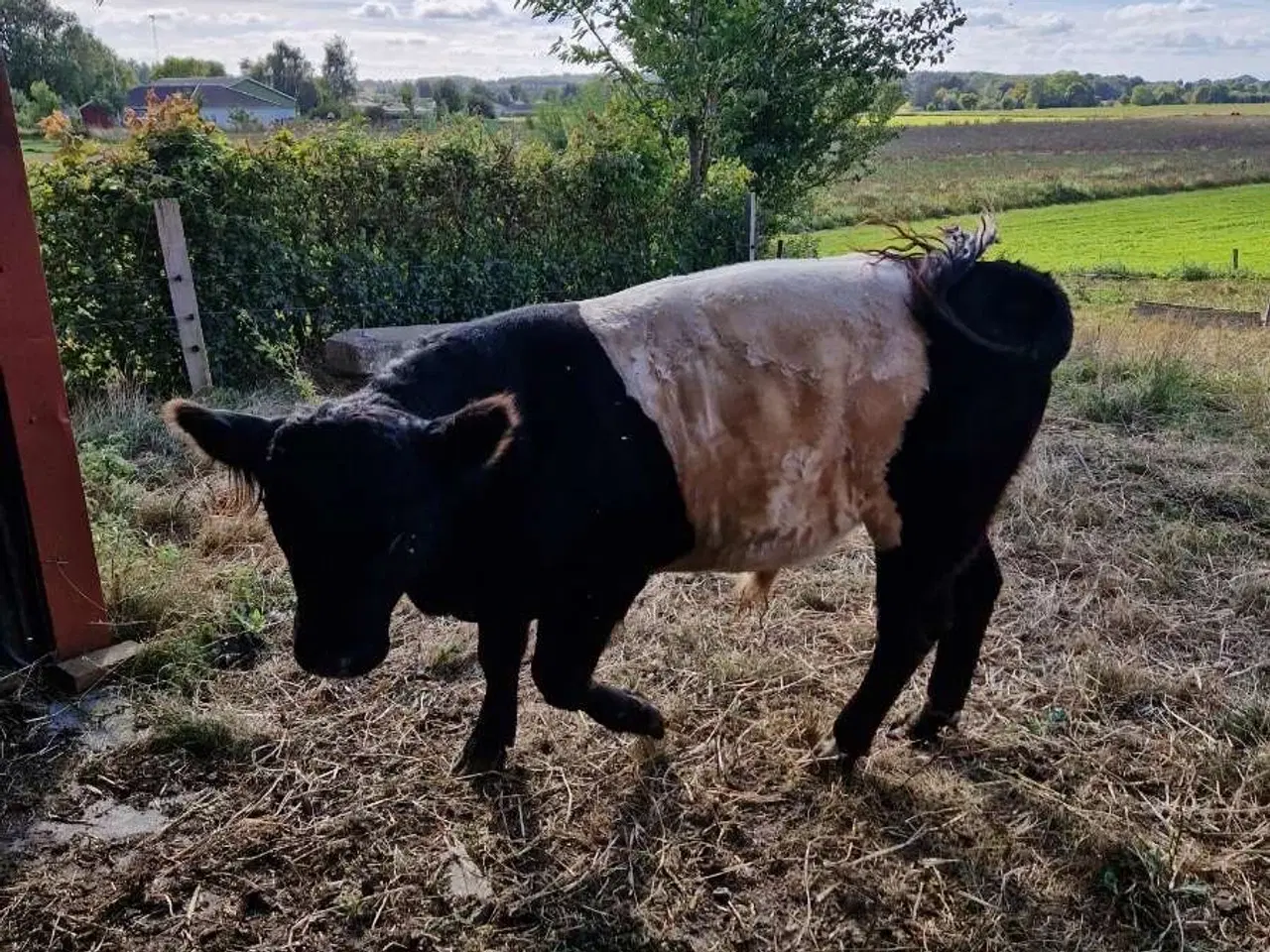Billede 5 - Flot bæltet Galloway tyr ca 14 mdr 