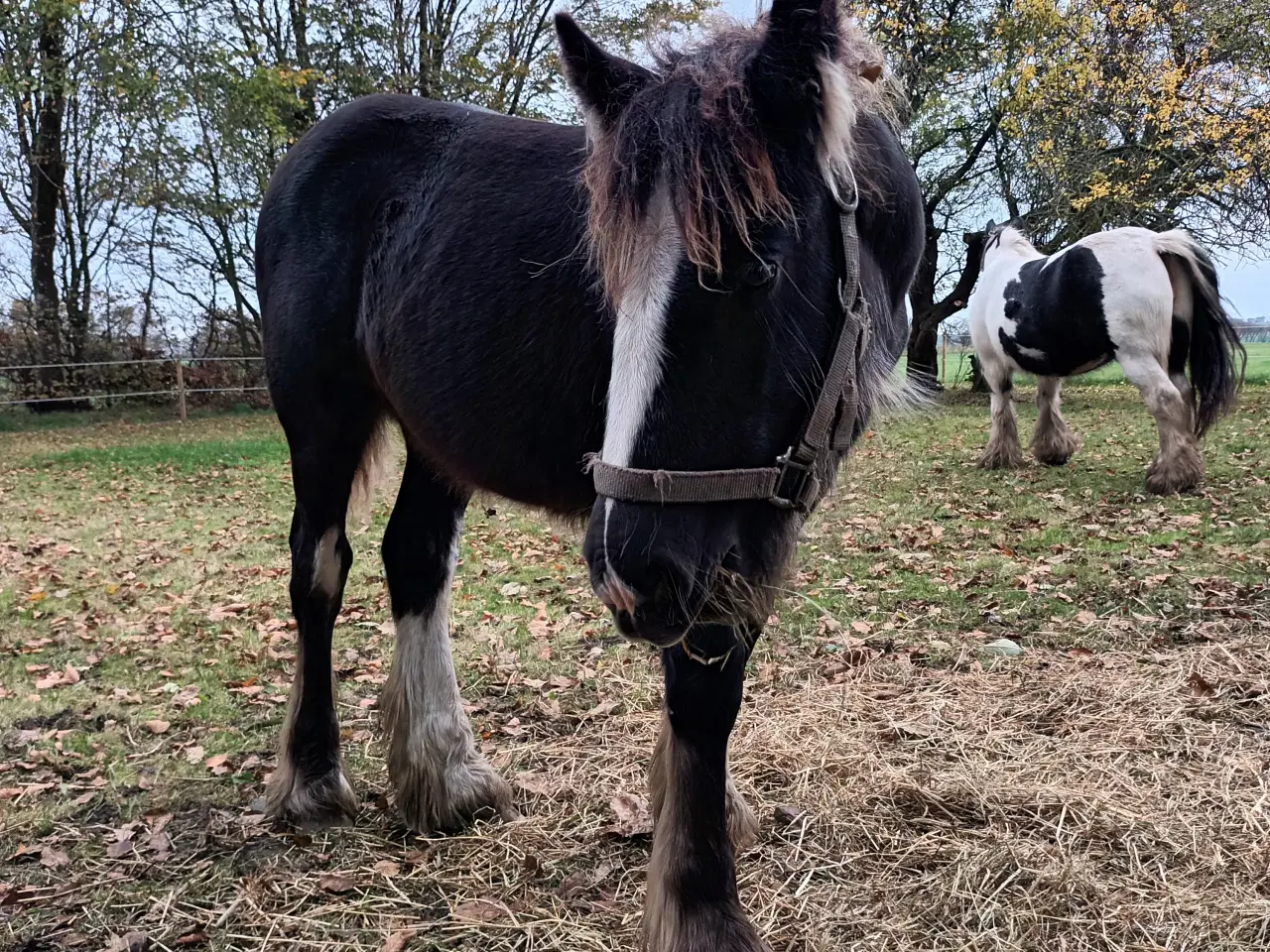 Billede 2 - Hest plag Irisch Cop