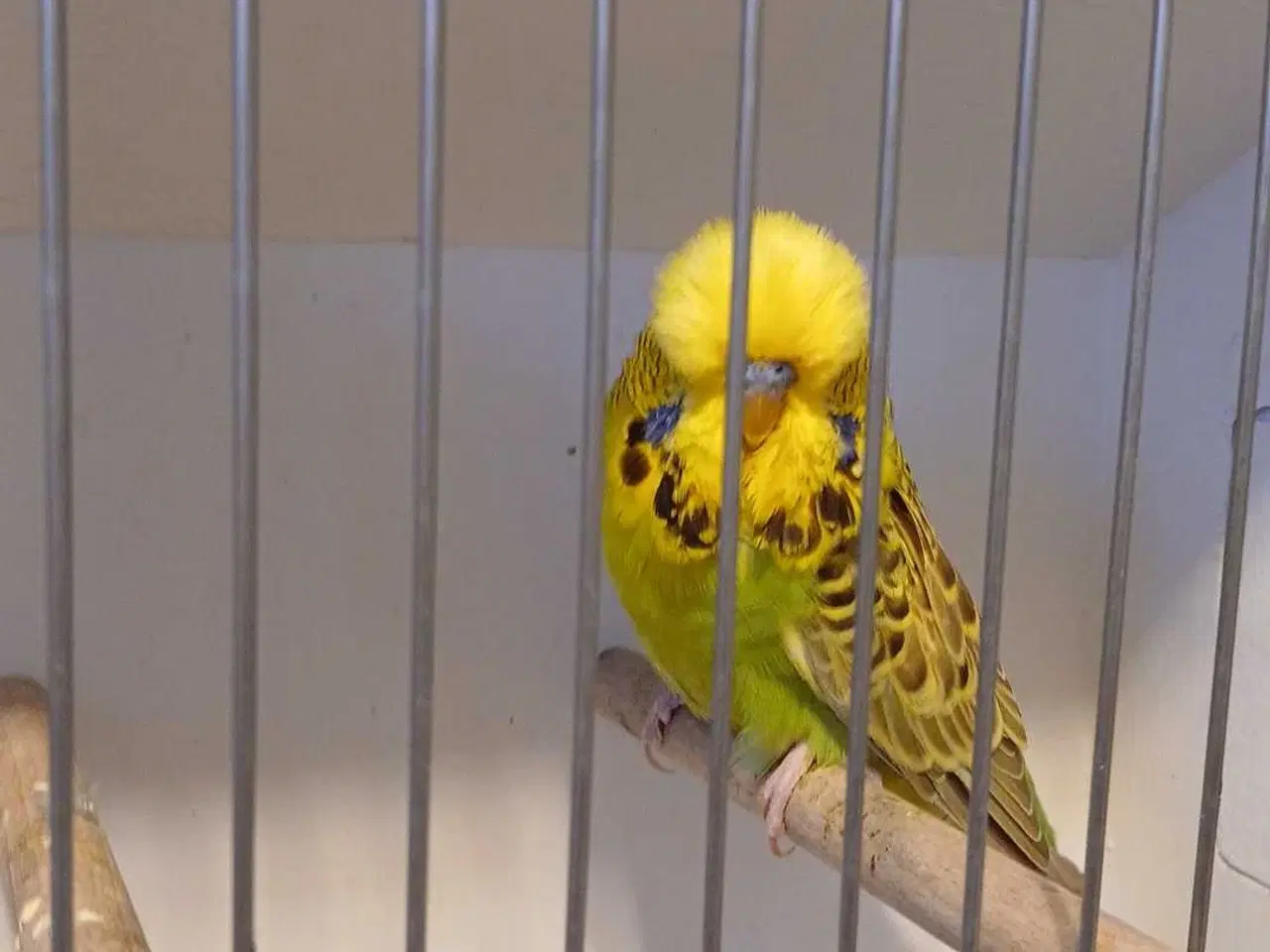 Billede 3 - Engelske undulater hanner