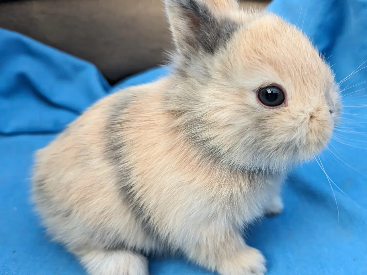 Billede 2 - Hermelin kaninunge sælges