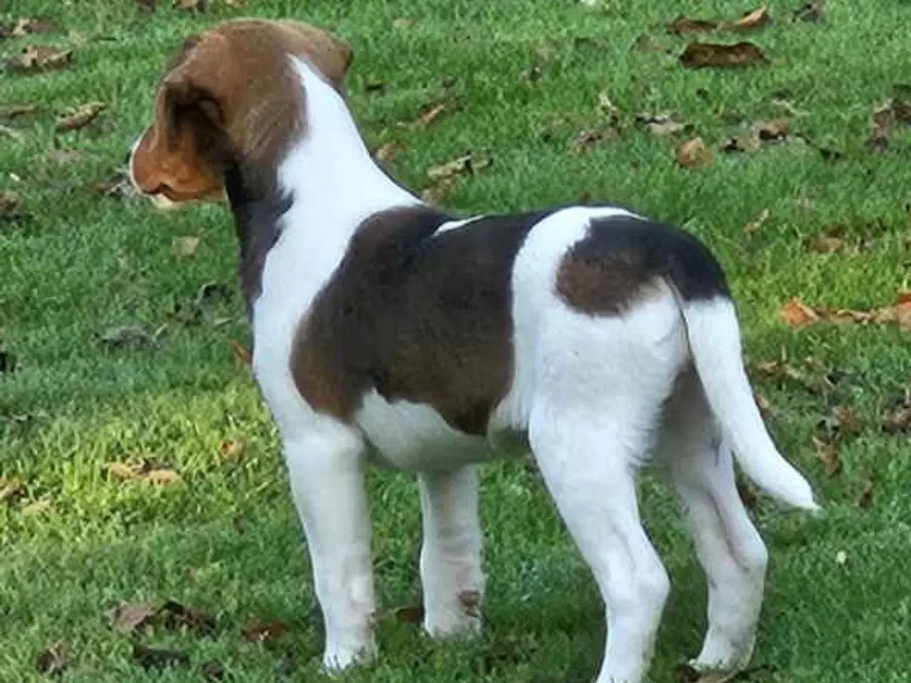 Billede 8 - Dansksvensk Gårdhund hvalpe