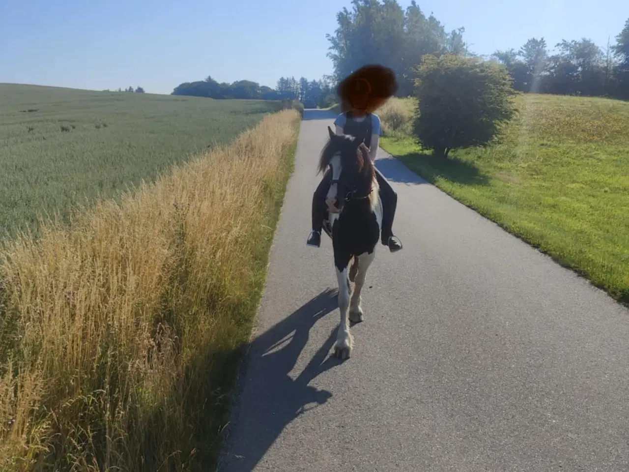 Billede 1 - Skøn hoppe sælges