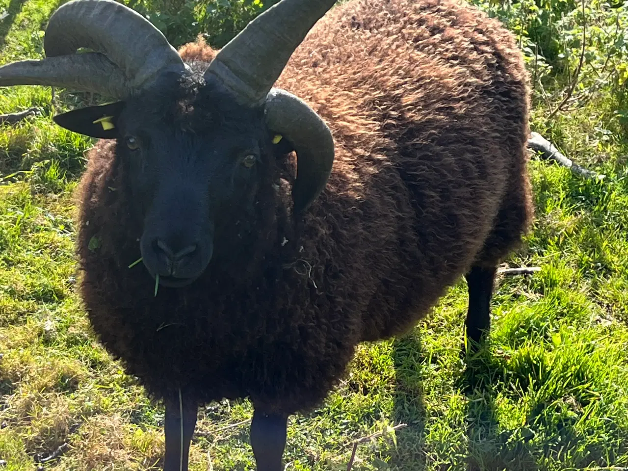 Billede 1 - Vædder og gimmer lam