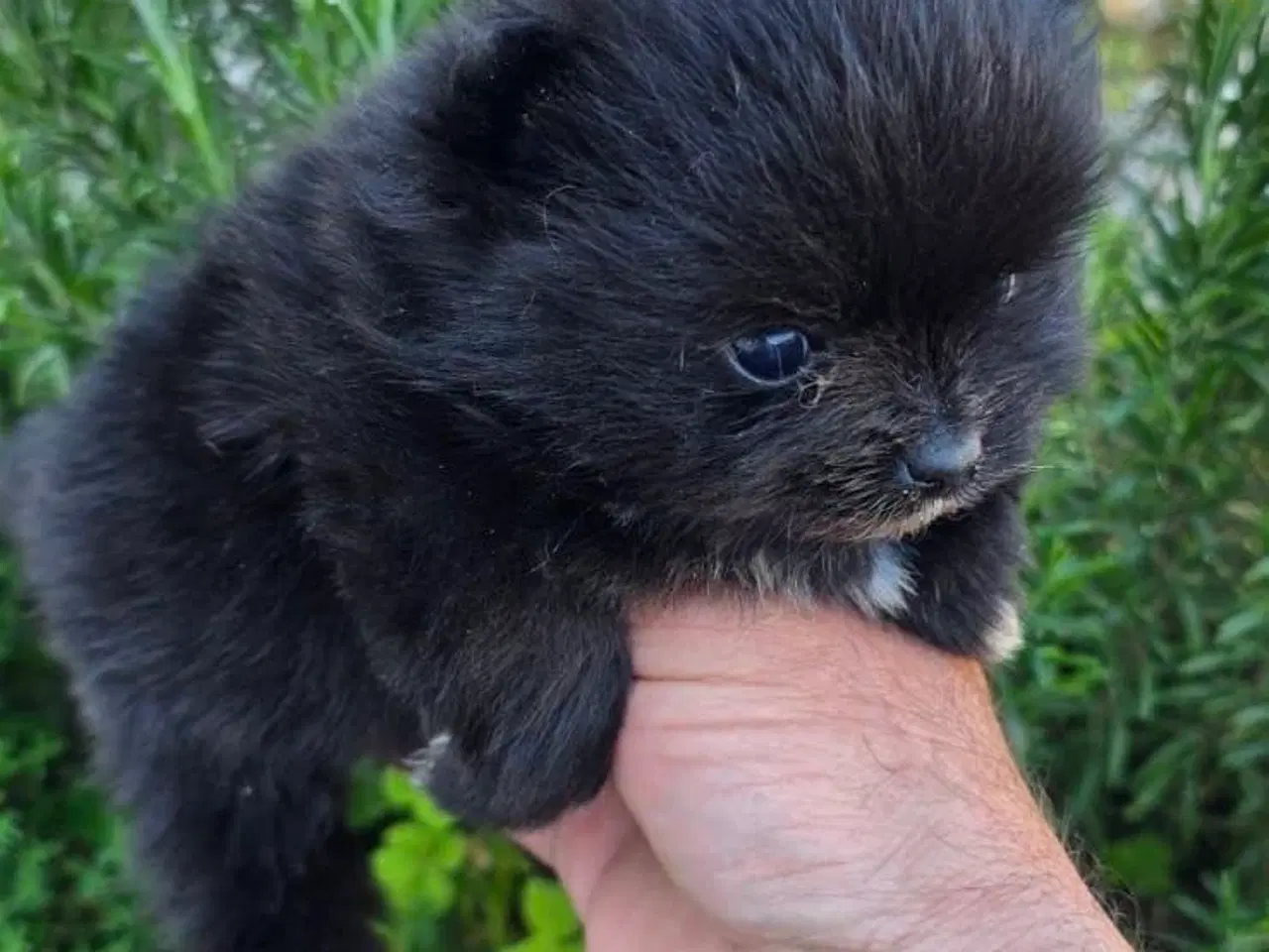 Billede 2 - Pomeranian 