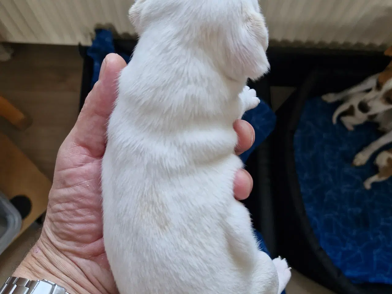 Billede 15 - Dansk svensk gårdhunde hvalpe 