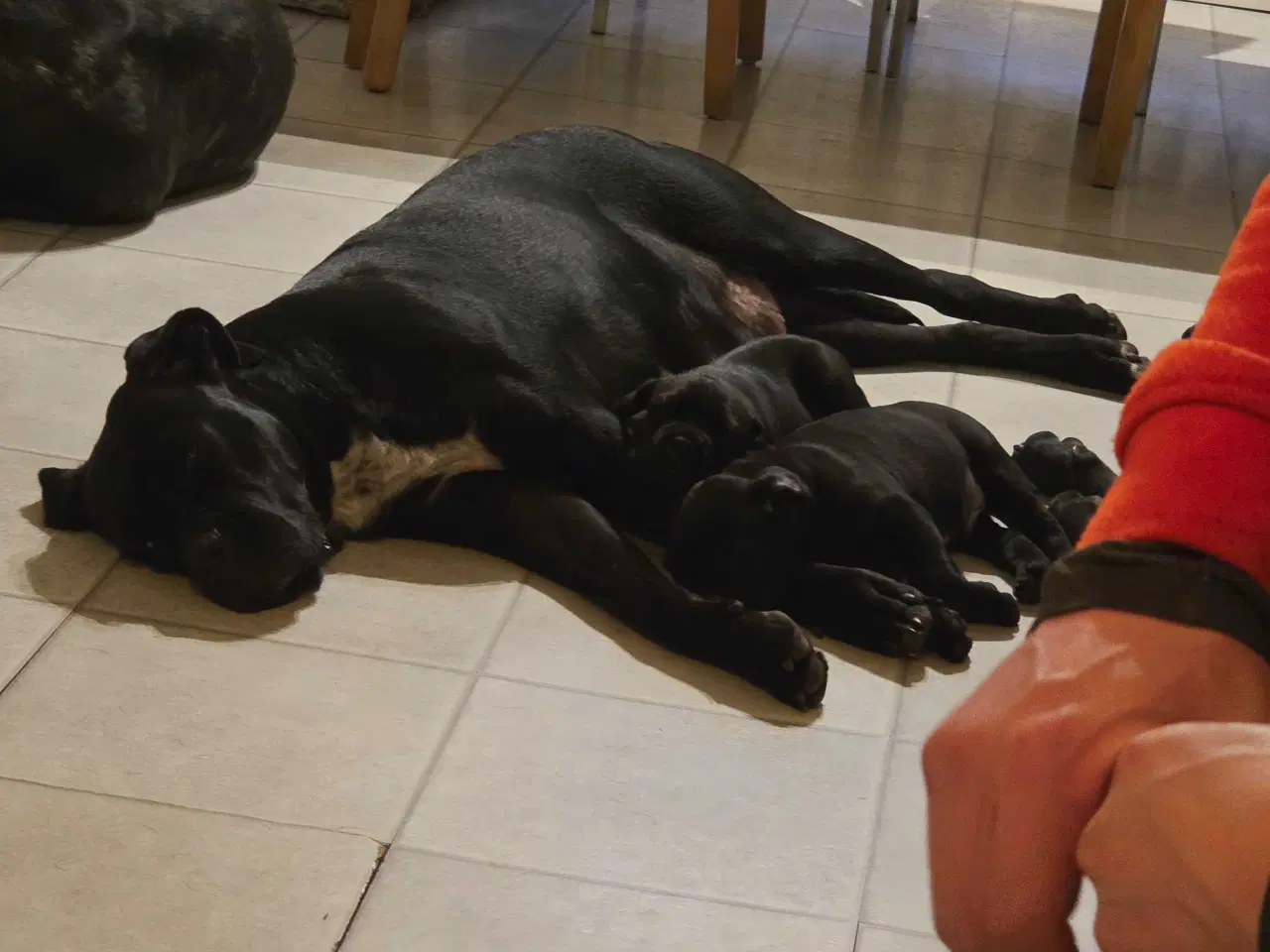 Billede 4 - Cane Corso hvalpe