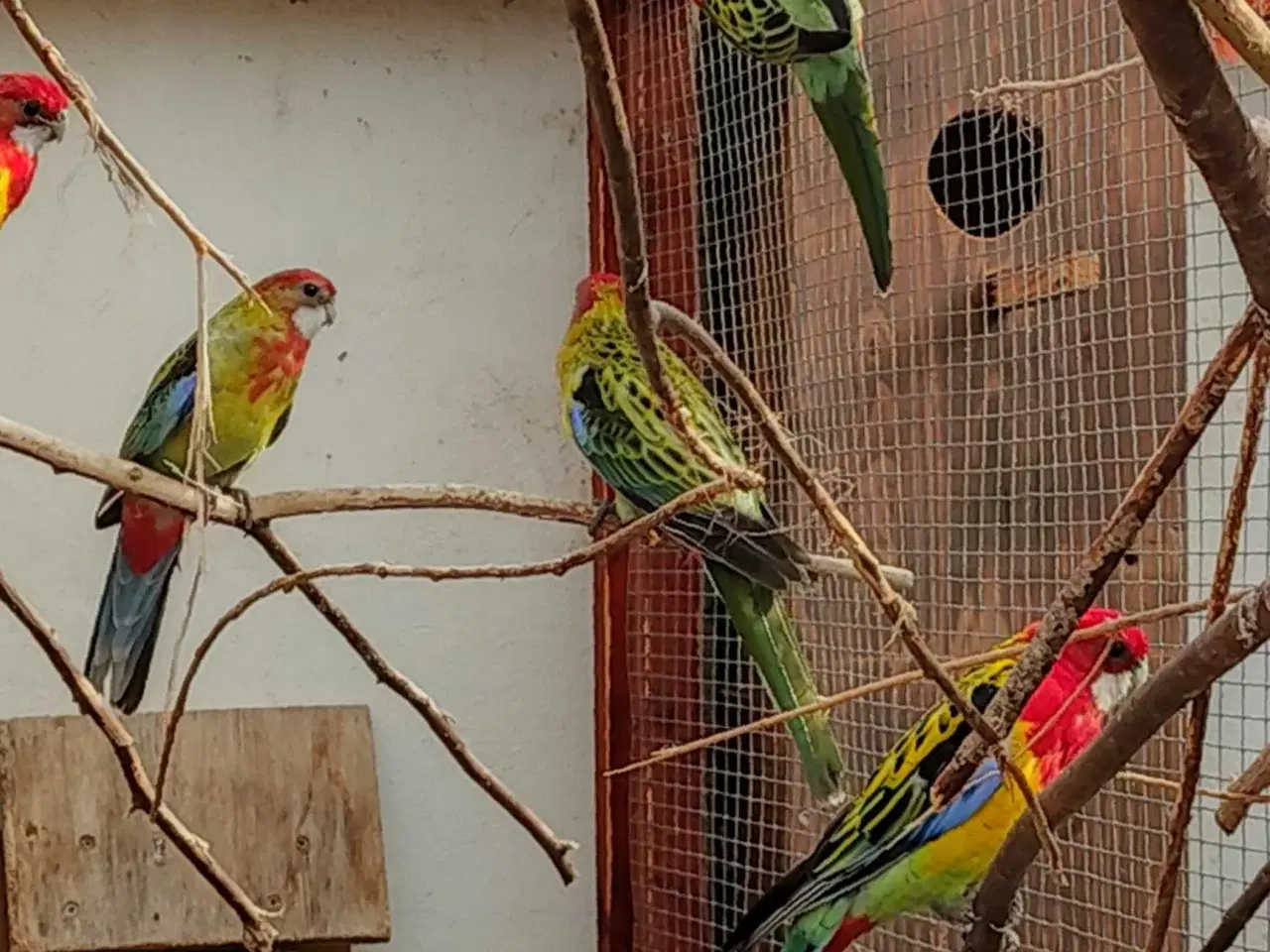 Billede 3 - Gulrygget rosella  RESEVERET 