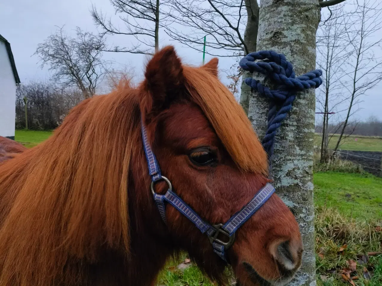 Billede 2 - Pony hingst søger nyt hjem