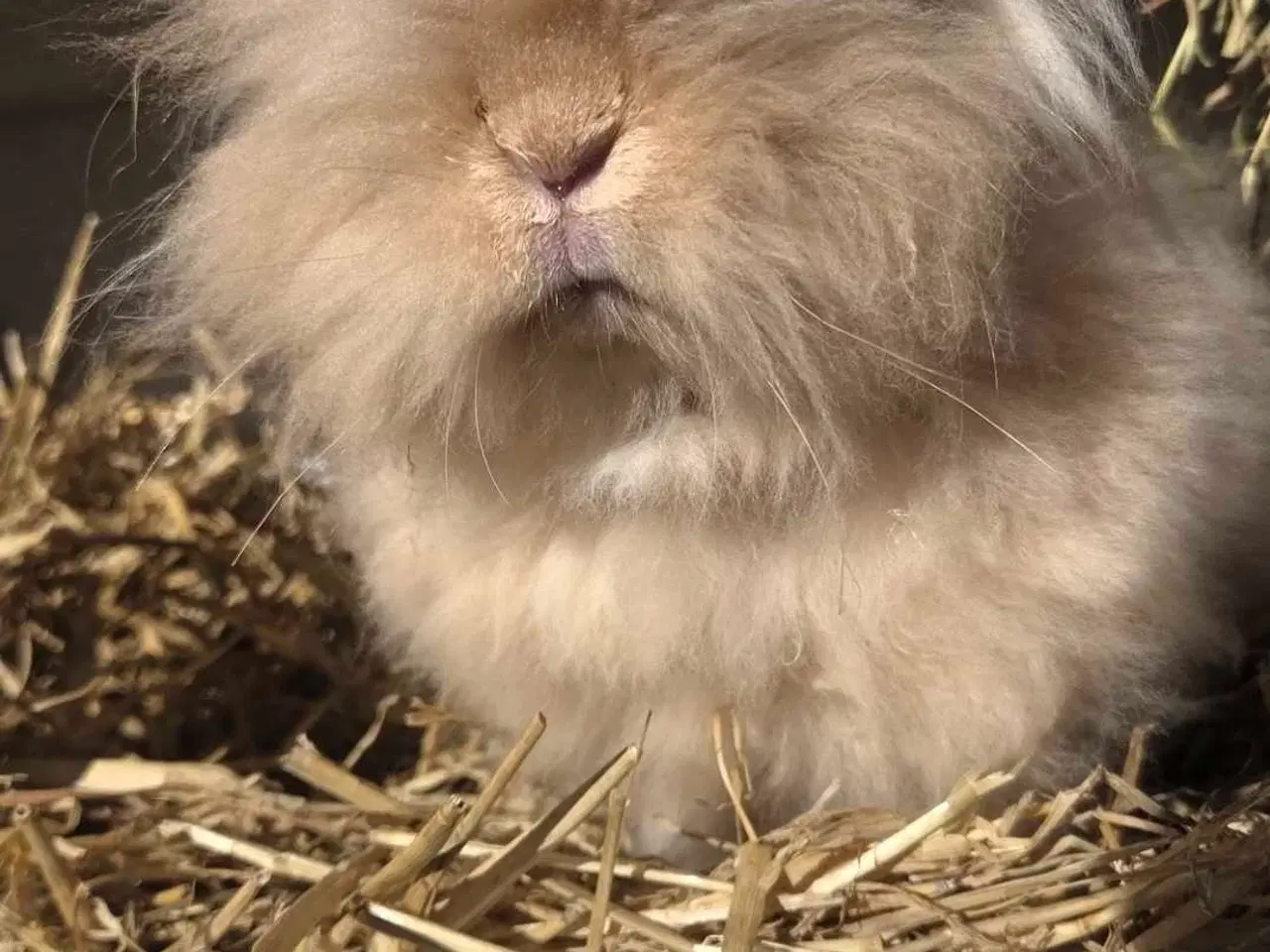 Billede 2 - Dværg teddy 