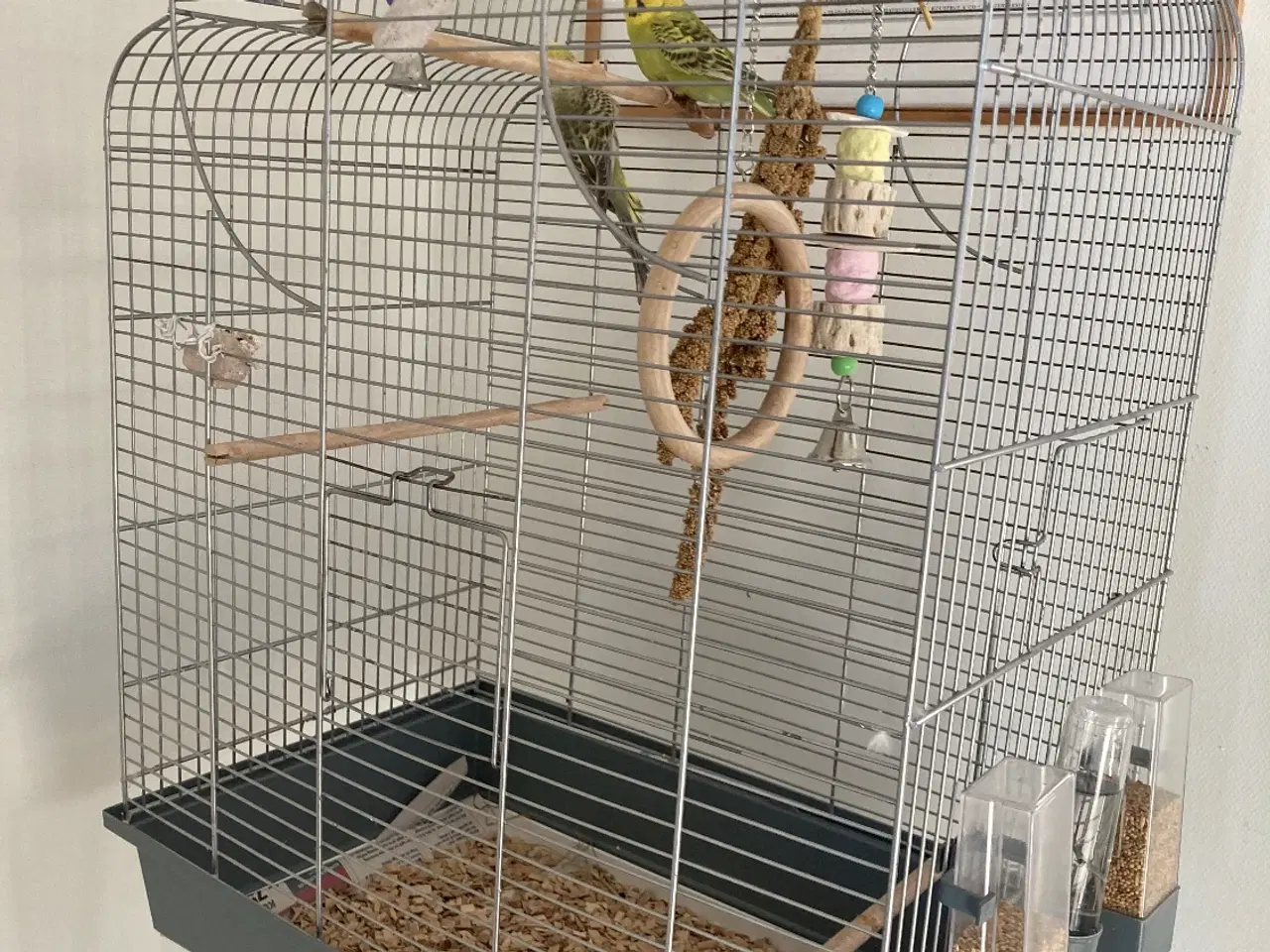 Billede 9 - Undulater 2 stk