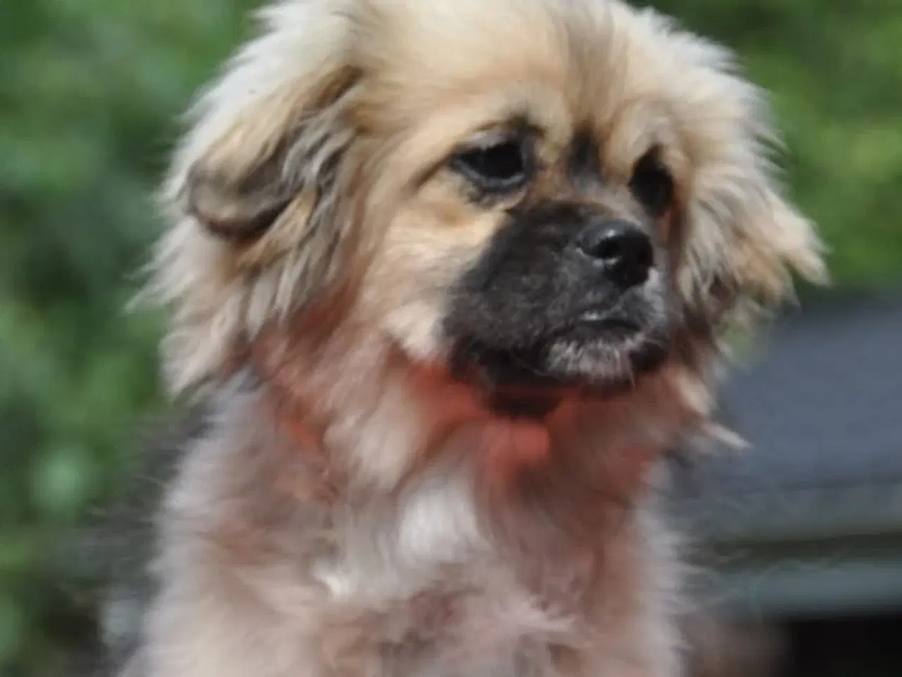 Billede 1 - Tibetansk Spaniel