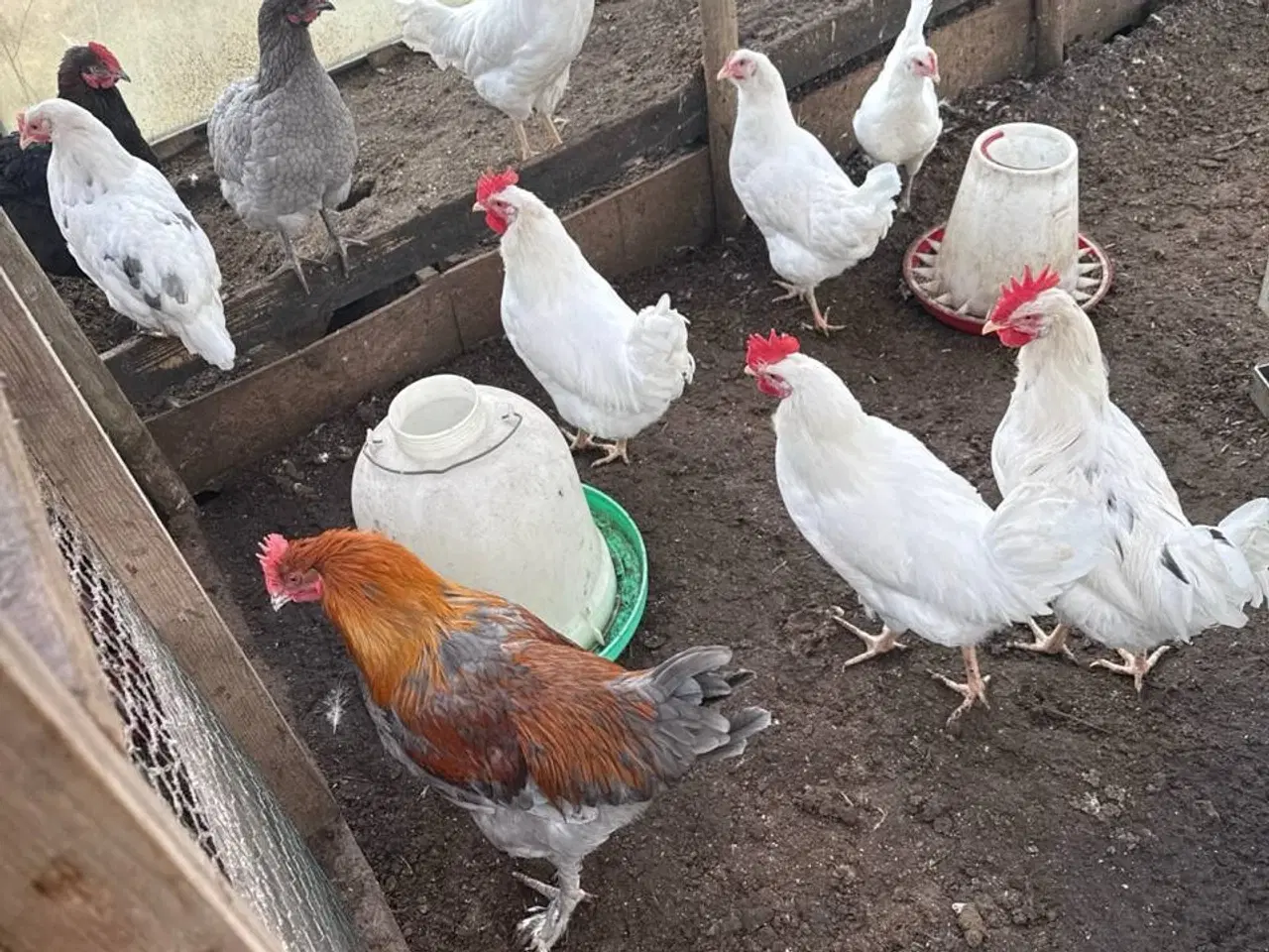 Billede 3 - høns på cirka 3 måneder gamle til salg Zone Varde.