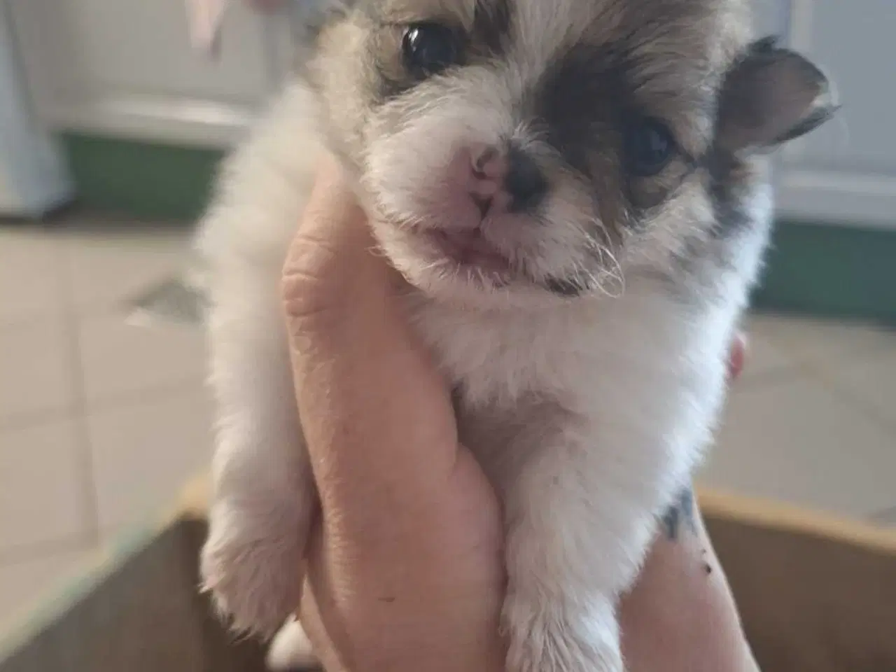 Billede 6 - Små pomeranian hvalpe 🐾