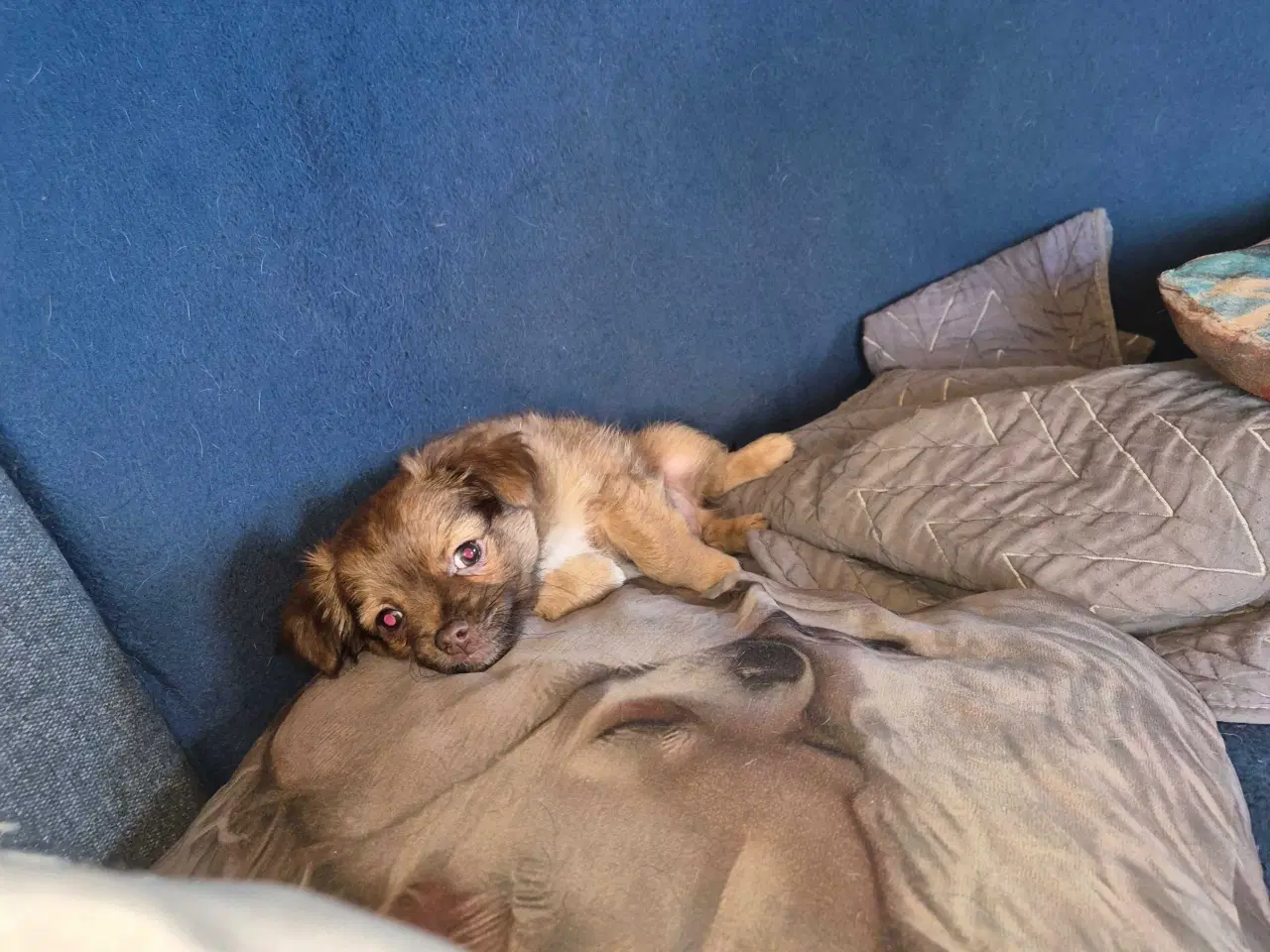 Billede 5 - Langhåret chihuahua