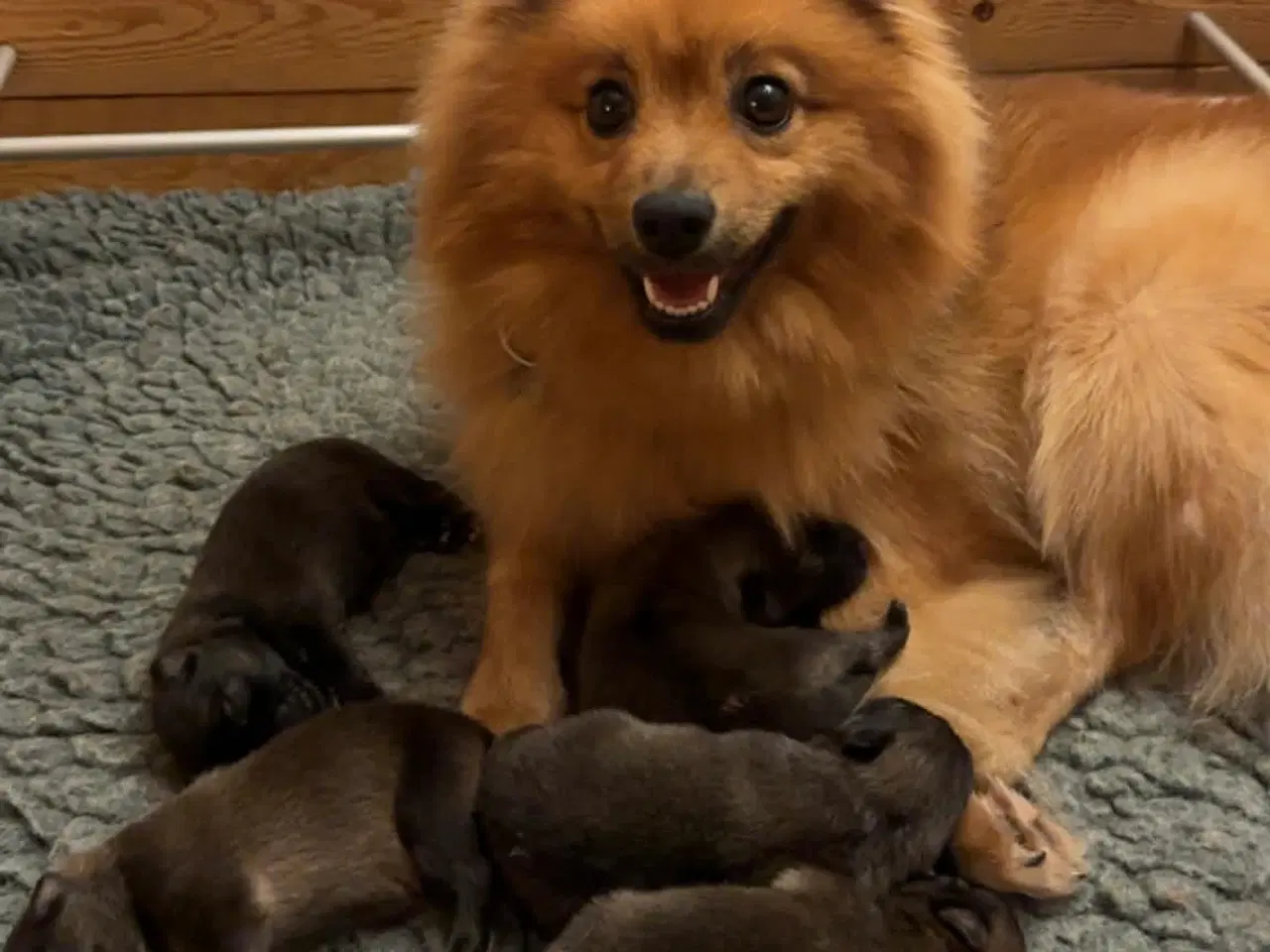 Billede 9 - Skønne Mittelspitz hvalpe søger nyt hjem