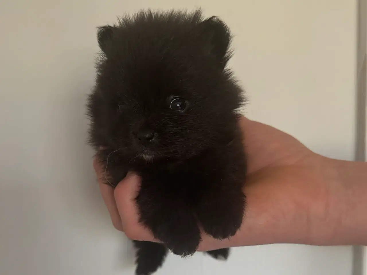 Billede 5 - Pomeranian hvalp