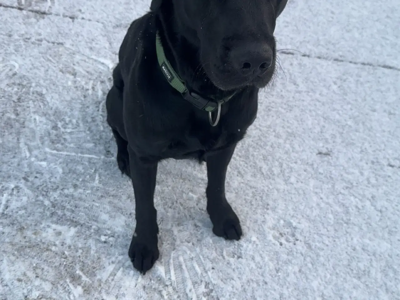 Billede 1 - Hund søger nyt hjem