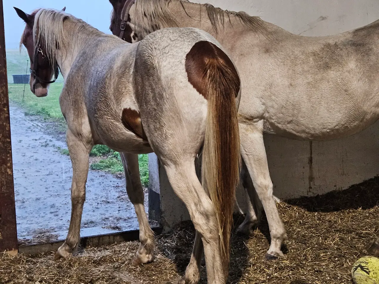 Billede 6 - Flot blanding på god størrelse