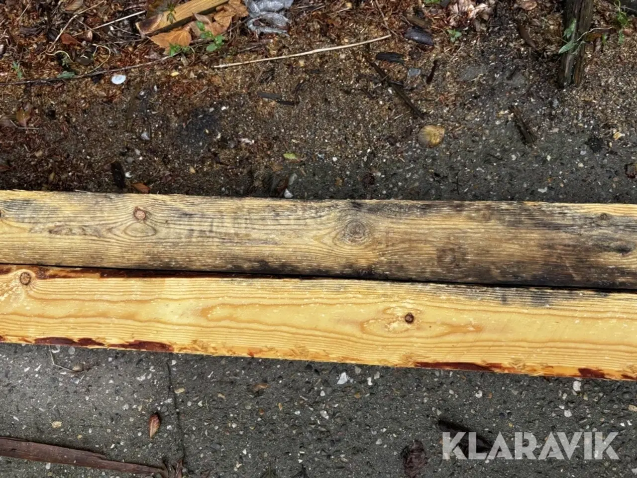 Billede 6 - Nåle træ 14 styk.