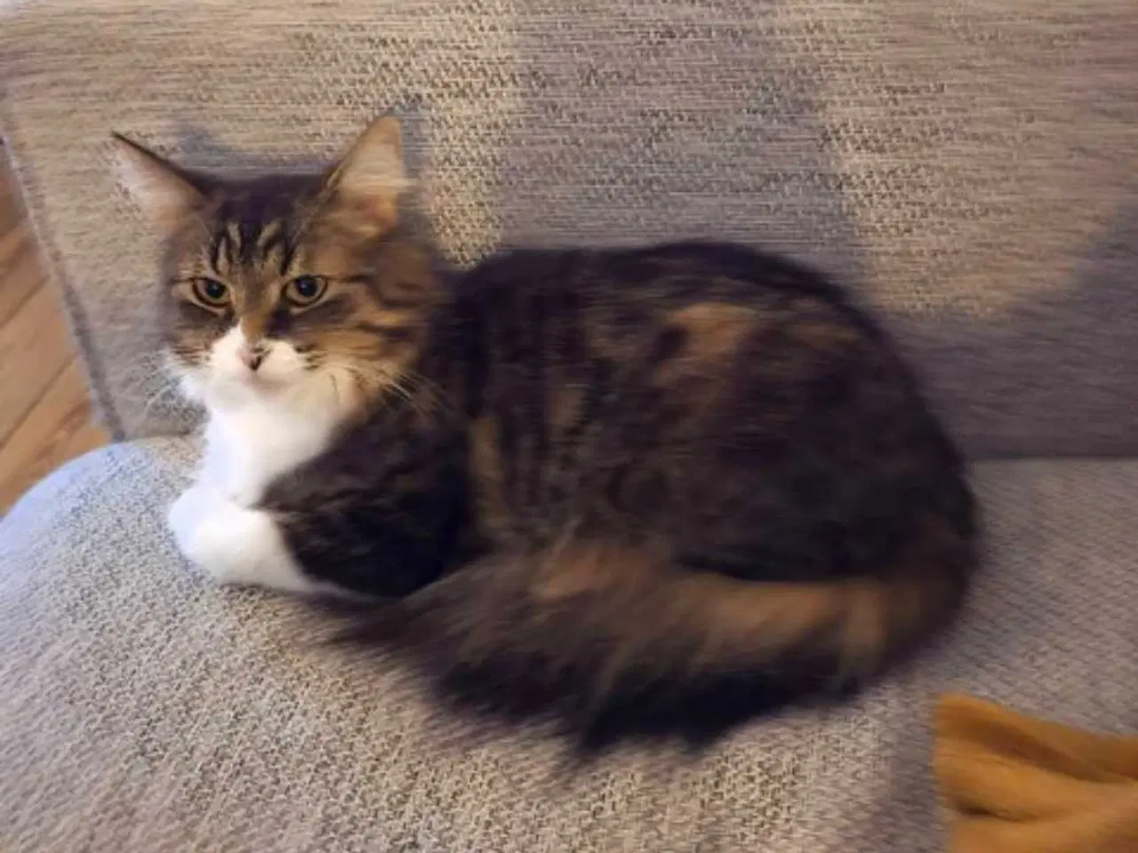 Billede 1 - Minnie søger nyt hjem