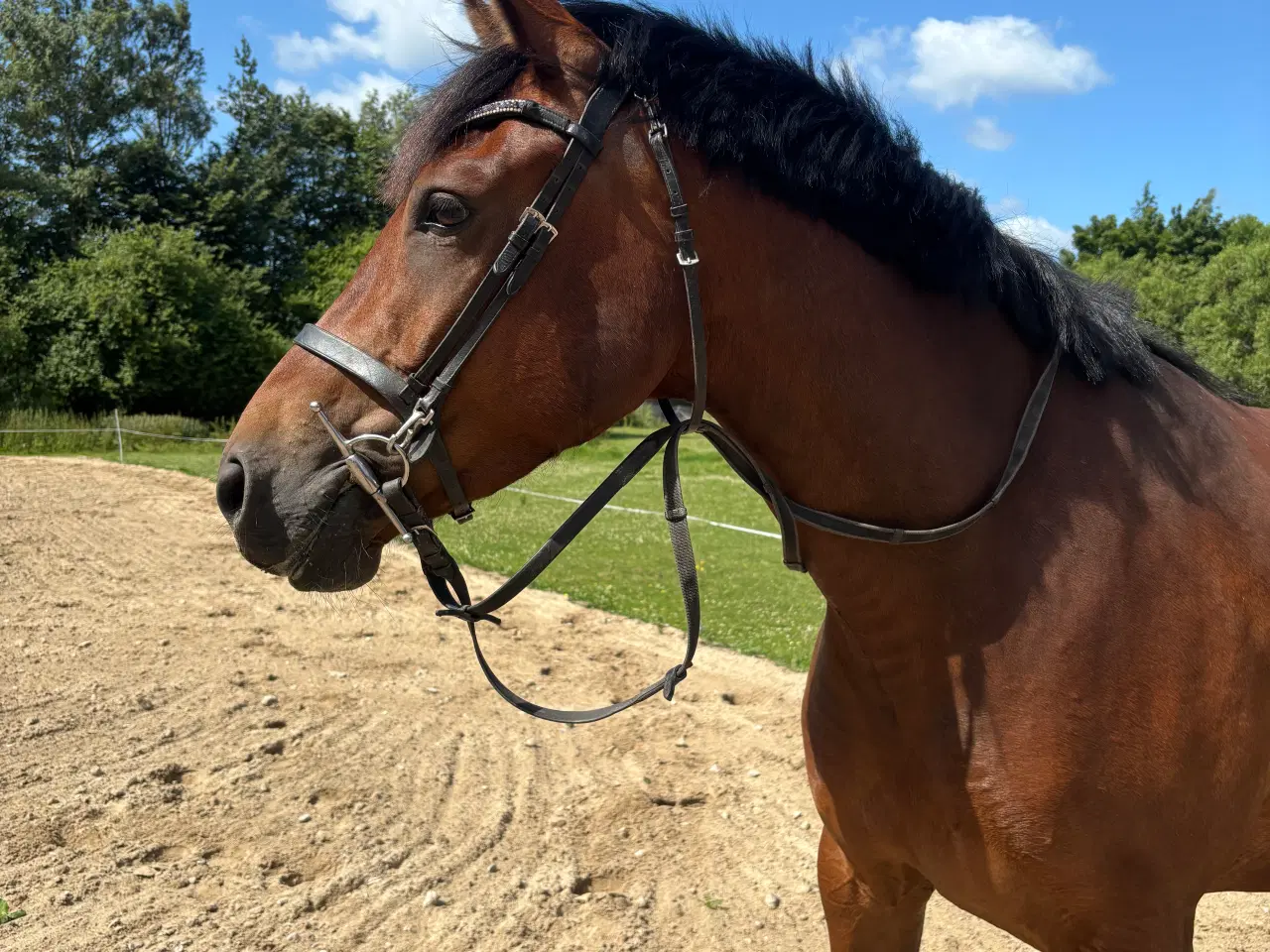 Billede 3 - 4 års Vallak efter Blue Hors Rockefeller
