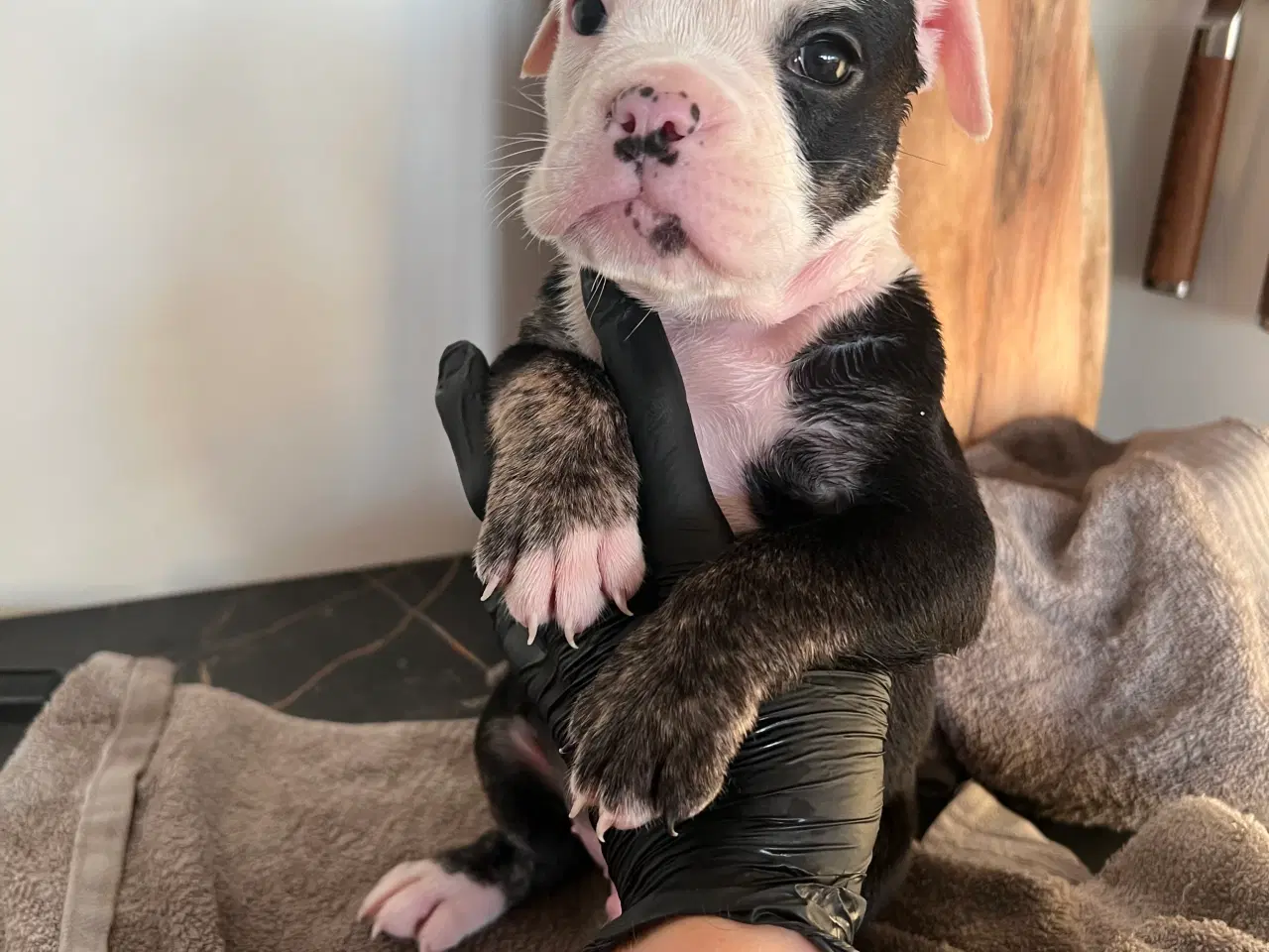 Billede 5 - 8 OEB hvalpe søger nyt hjem