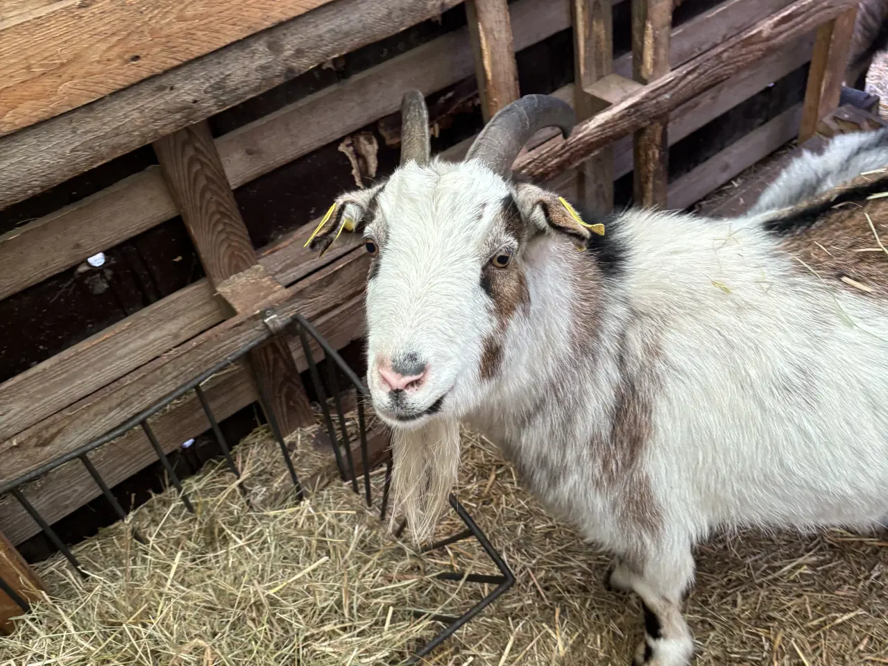 Billede 11 - Fire søde geder