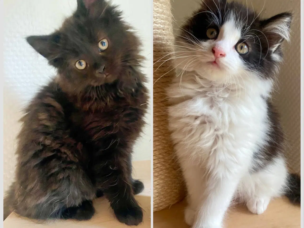 Billede 1 - Maine Coon Perser killinger