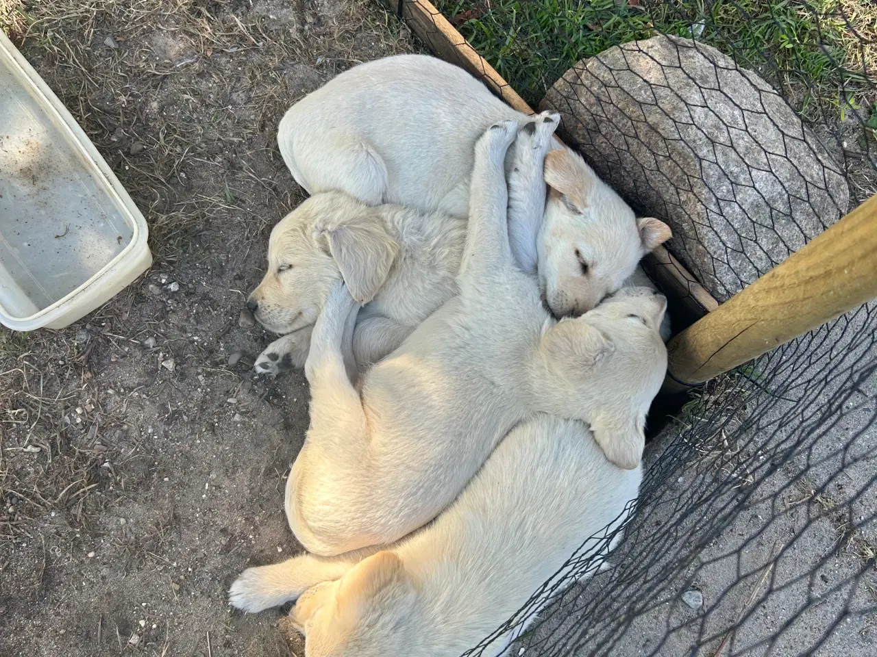 Billede 3 - Golden Retriever/Labrador hvalpe til salg