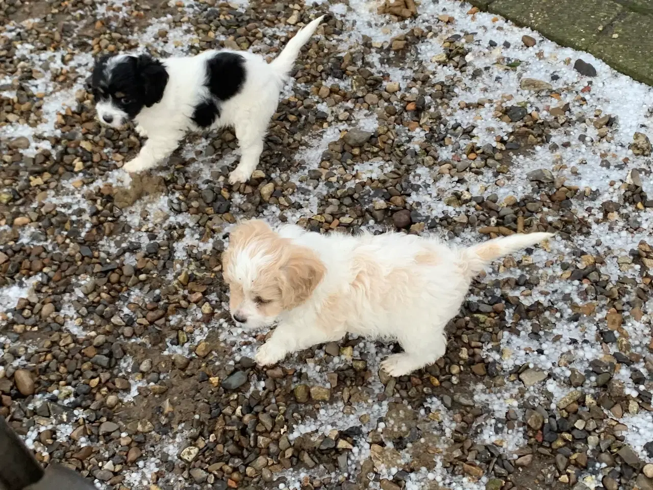 Billede 18 - Mini Maltipoo er helt rejseklar nu 