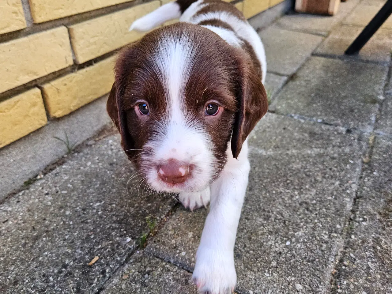 Billede 5 - Springer spaniel hvalpe