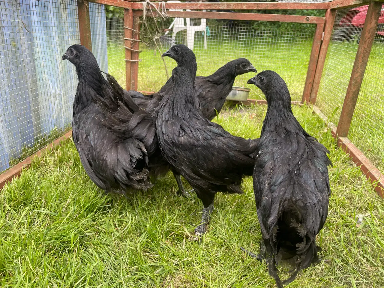 Billede 2 - Ayam Cemani hønekyllinger sælges 