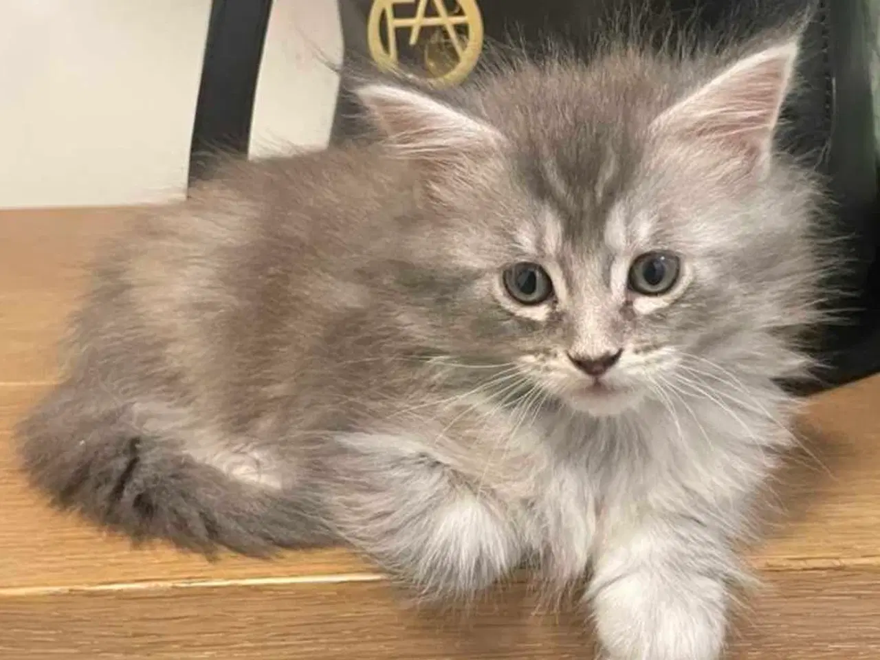 Billede 5 - Maine coon killing