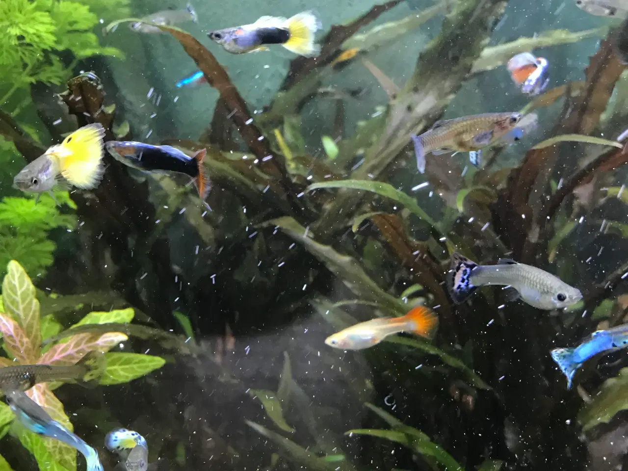 Billede 7 - 🐠 Guppyer  – voksne i flotte farver | Afhentning 