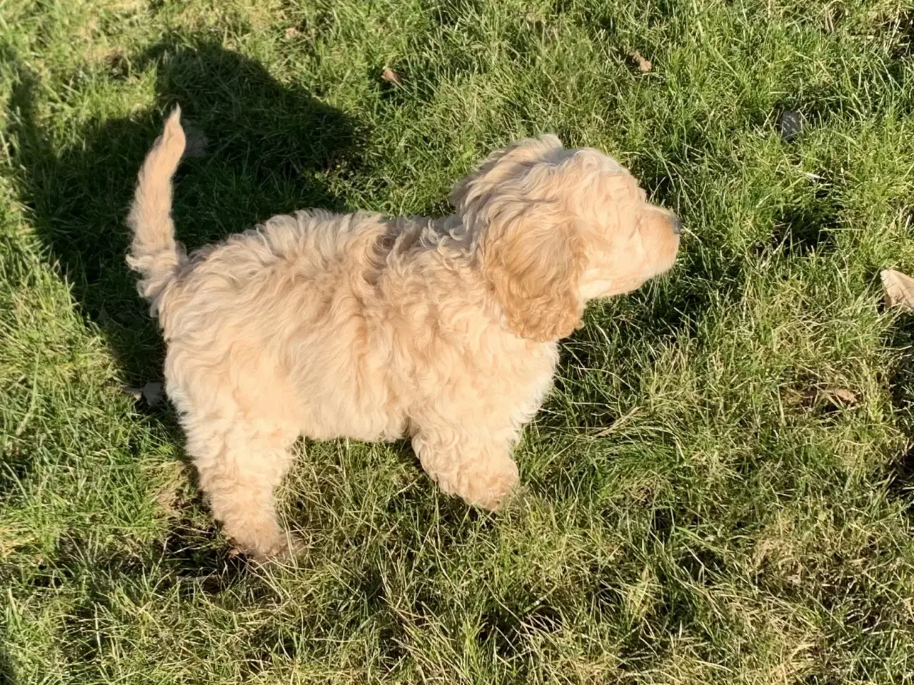 Billede 8 - Amerikansk Cockerpoo F1b pige 