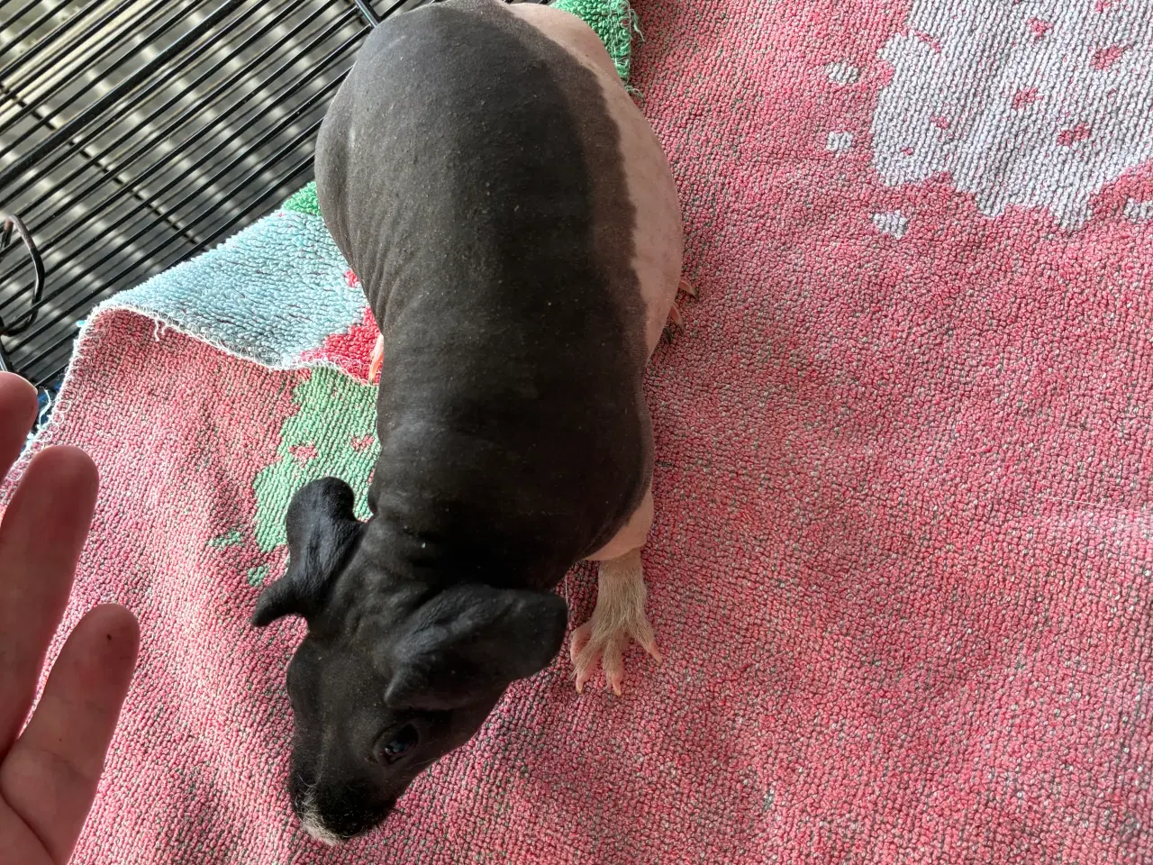 Billede 7 - Marsvin i forskellig aldre skinner er hunner