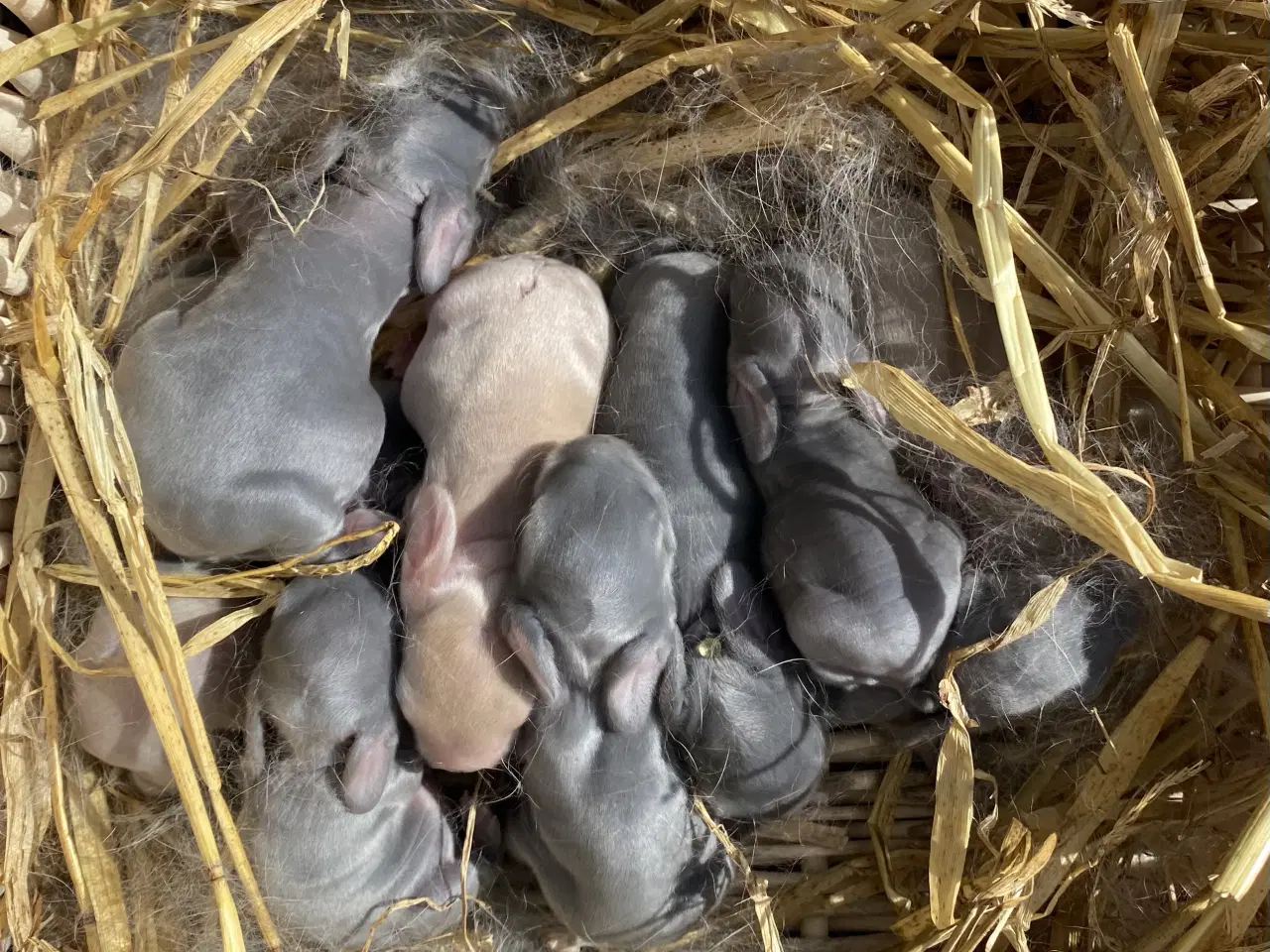 Billede 2 - FRANSK VÆDDER HAN VILDTBLÅ