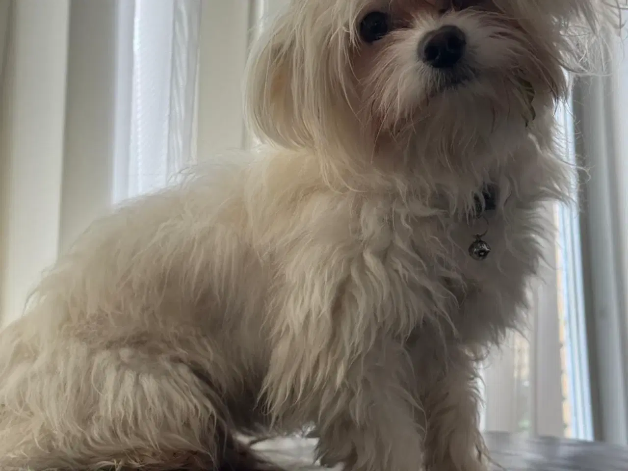 Billede 3 - Mini Malteser søger nyt hjem