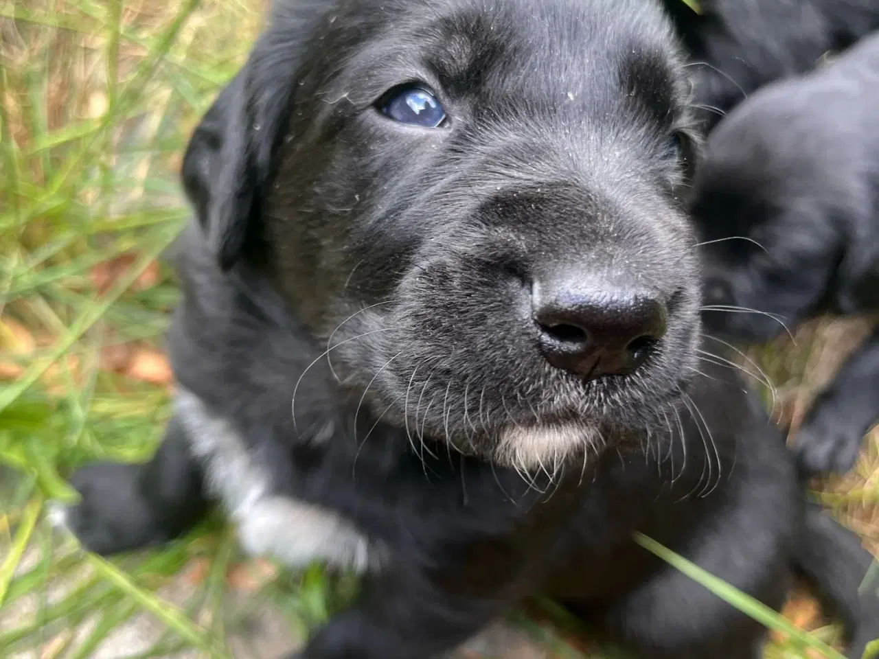 Billede 13 - Hvalpe - Labrador Retriever blanding