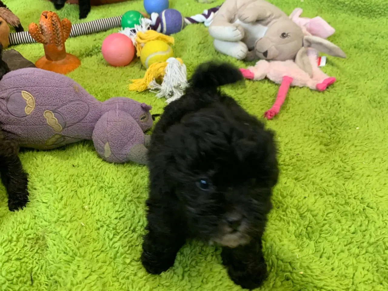 Billede 12 - Mini Maltipoo babyer 