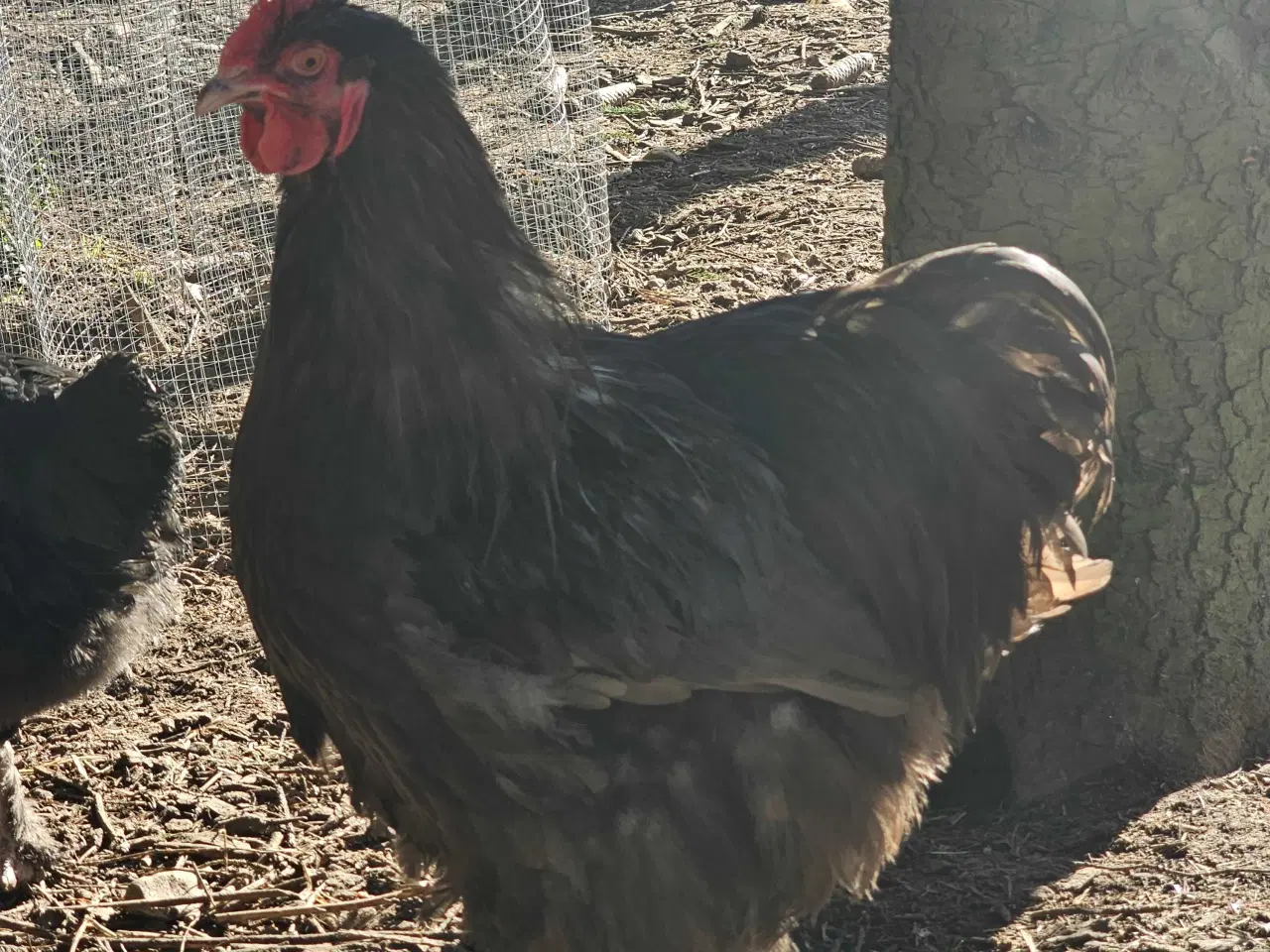 Billede 10 - 2 Chokolade orpington haner 