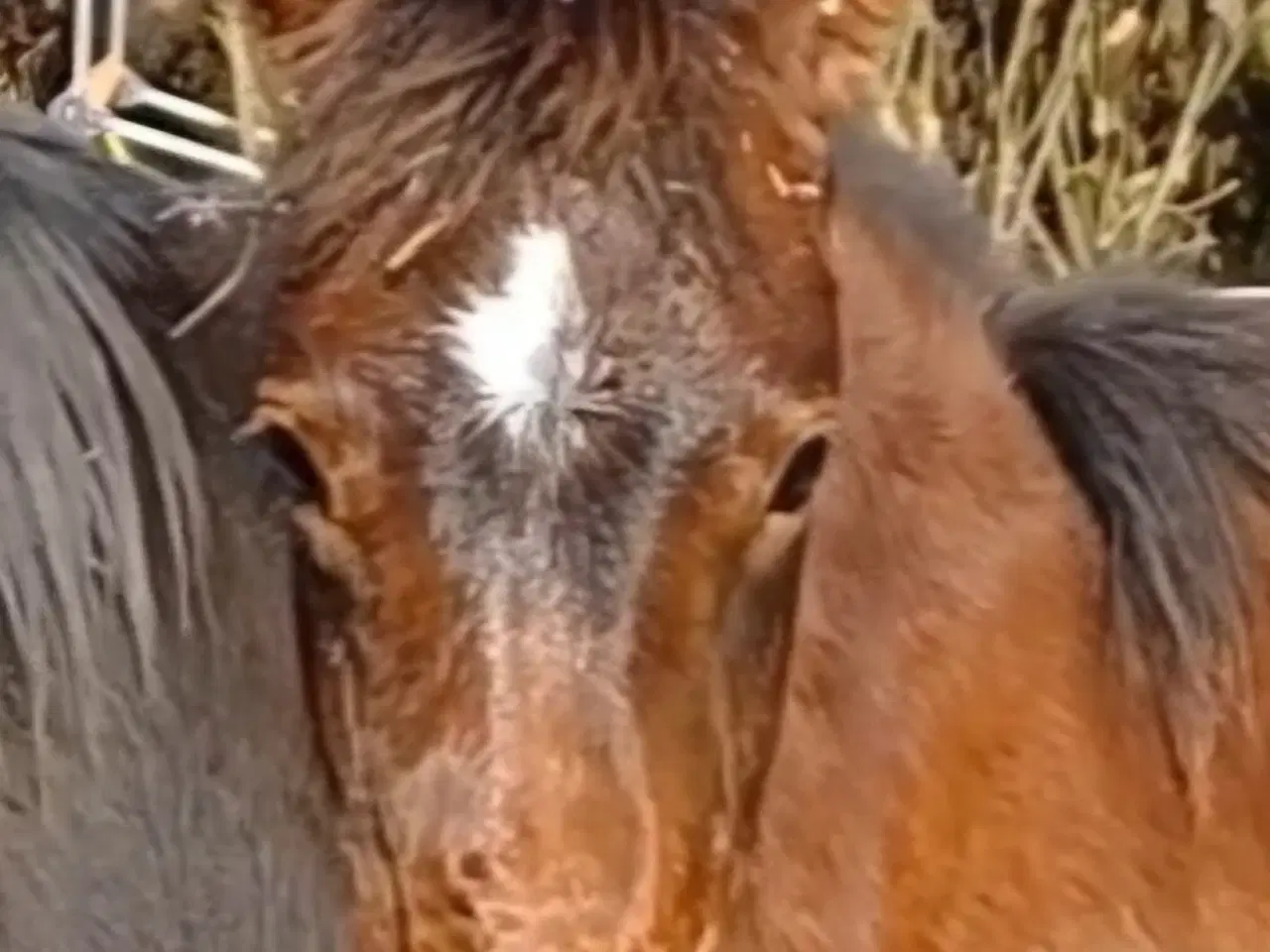 Billede 2 - dejlig ung  familie pony hoppe til salg 