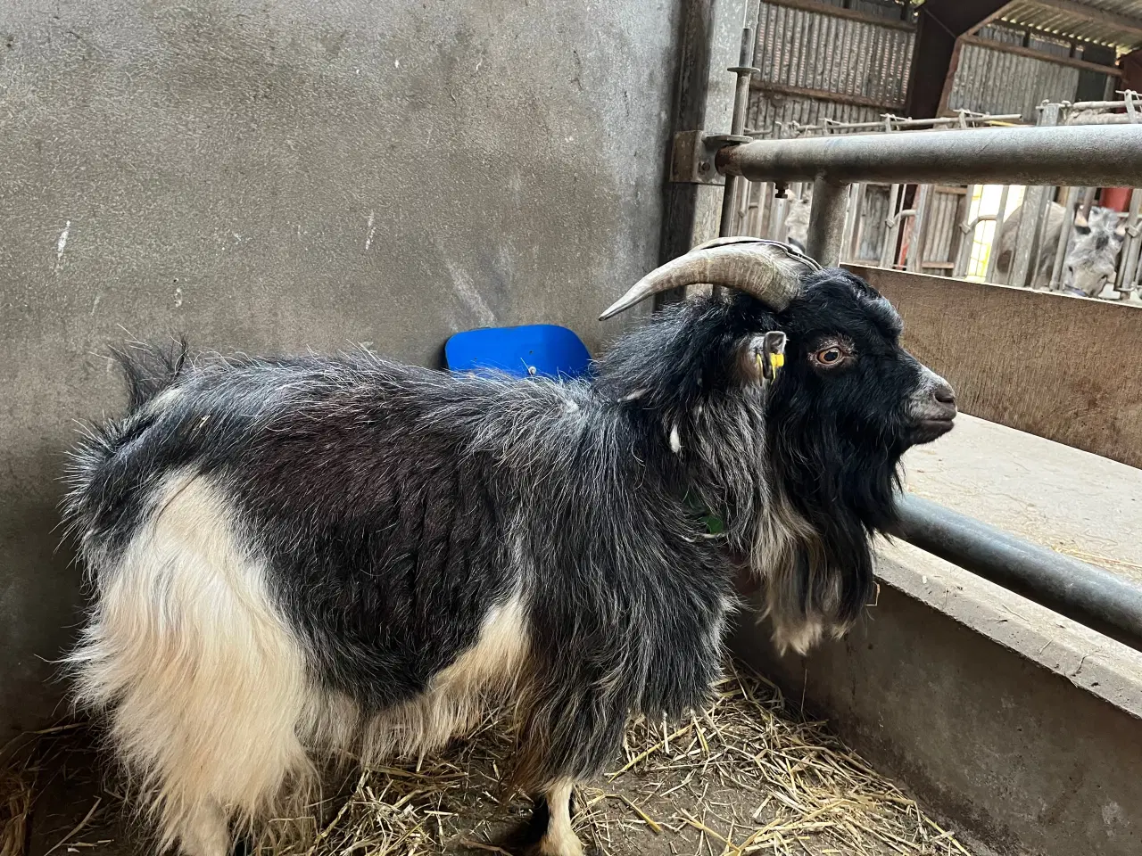 Billede 3 - Avlsbuk dværgged