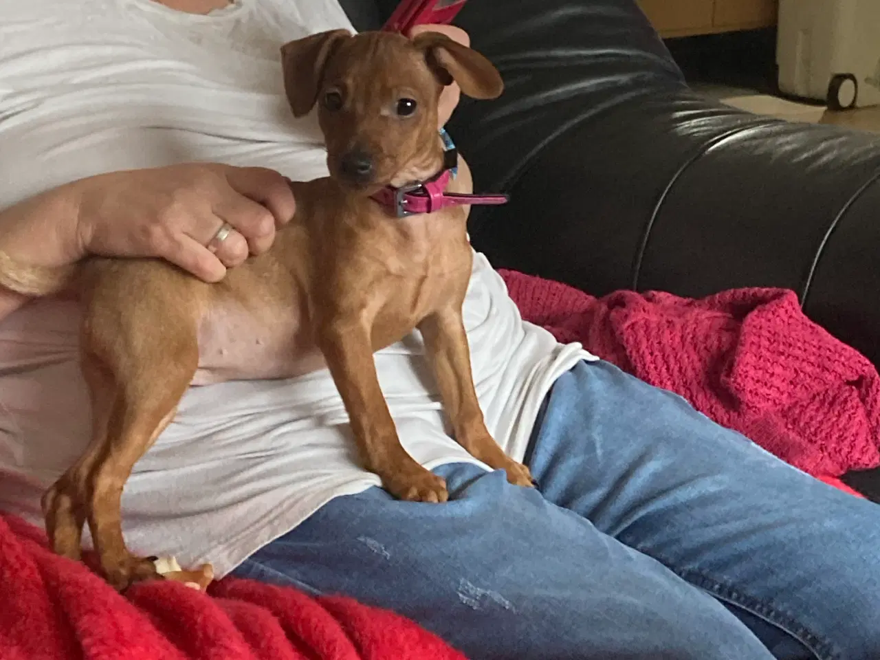 Billede 4 - Bette sød dejlig tæve med krudt i numsen