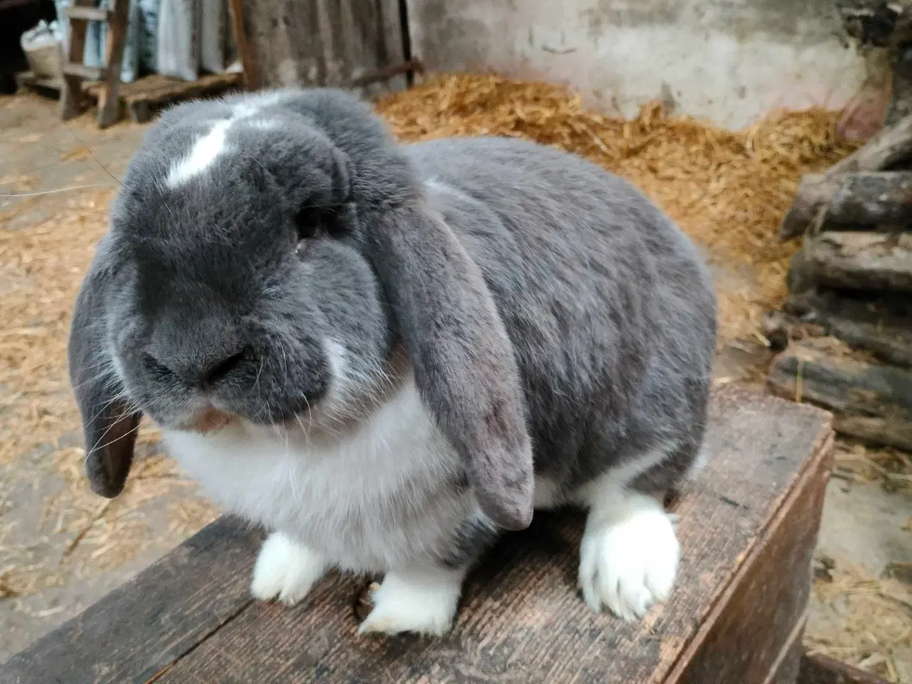 Billede 1 - Fransk vædder 