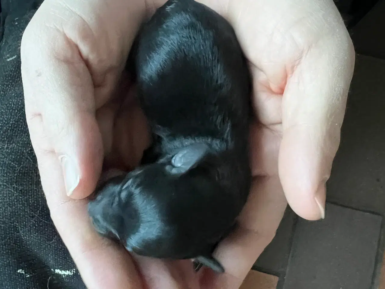 Billede 9 - Dværgpuddel blanding, foxpuddel, hvalpe