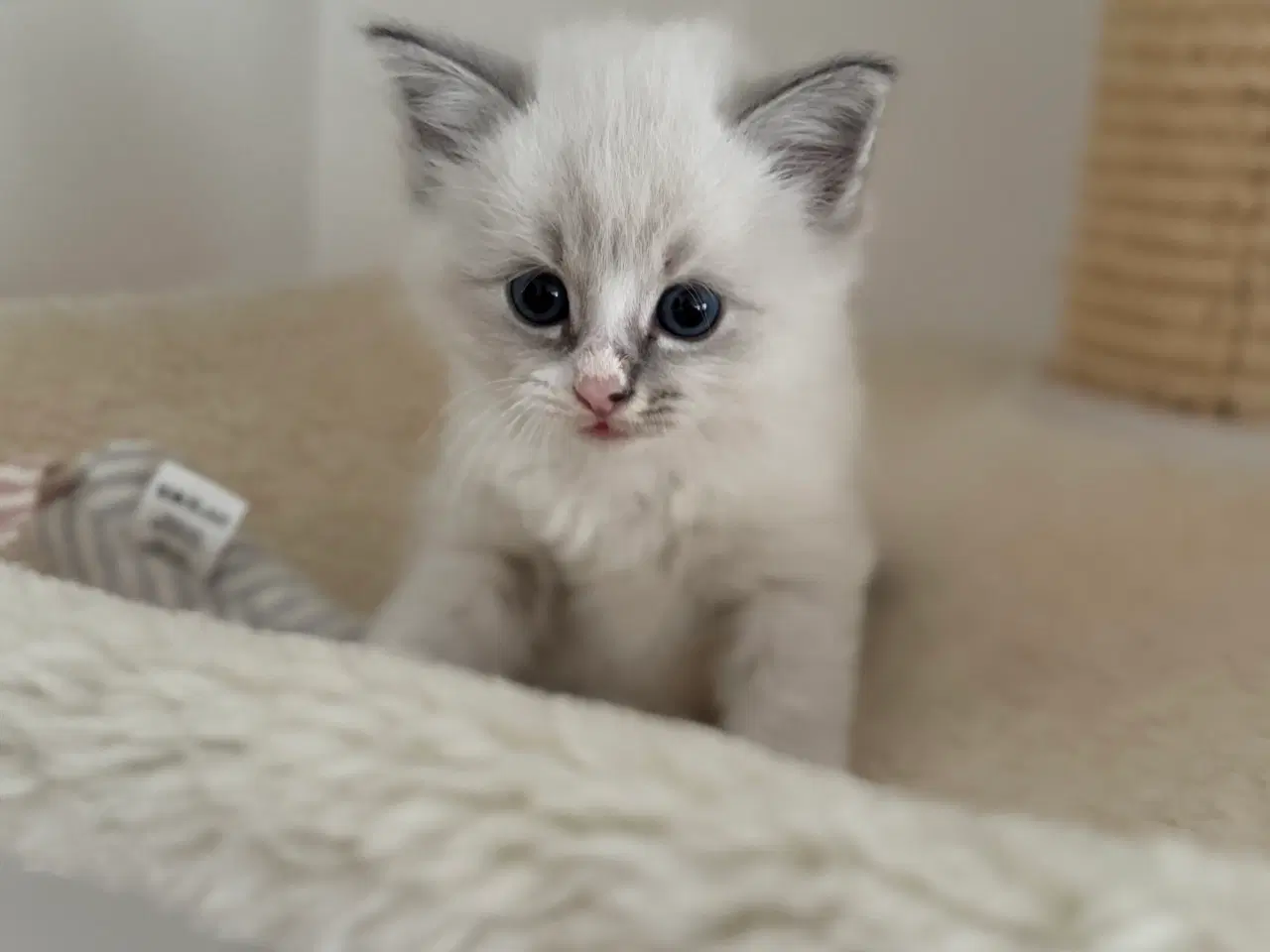 Billede 3 - Små søde killinger