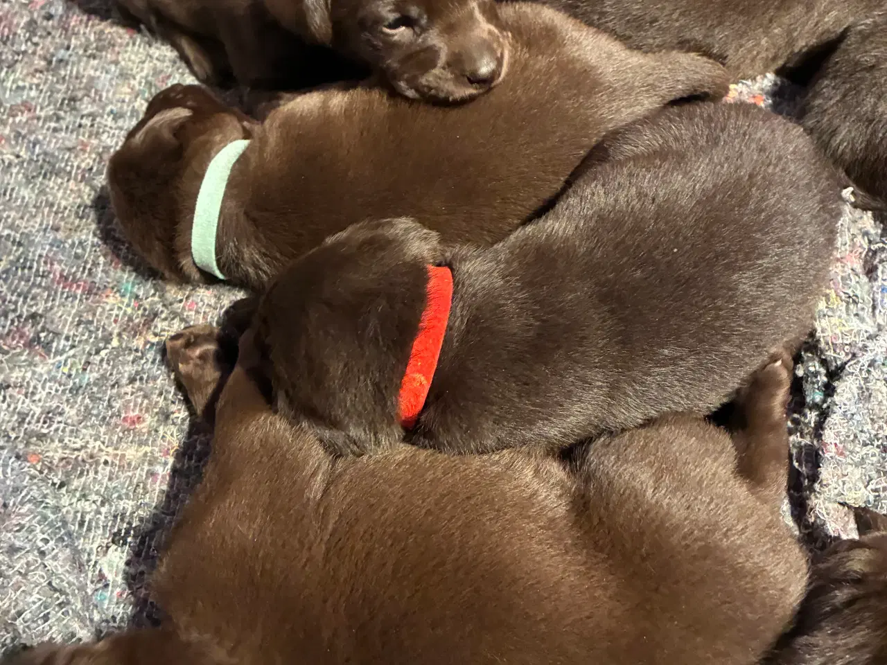 Billede 5 - Labrador hvalpe